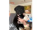 Adopt Yang a Black - with White Border Collie / Mixed Breed (Medium) dog in