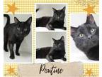 Adopt Poutine a All Black Domestic Shorthair / Mixed cat in Hamilton