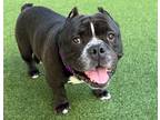 Adopt Sly (Lowrider!) -(Mall of NH) a Black - with White Mixed Breed (Medium) /