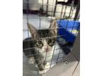 Adopt levi a Brown or Chocolate Domestic Shorthair / Domestic Shorthair / Mixed