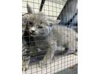 Adopt lark a Gray or Blue Domestic Shorthair / Domestic Shorthair / Mixed cat in