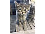 Adopt lucky a Brown Tabby Domestic Shorthair / Mixed Breed (Medium) / Mixed