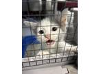 Adopt luscious a Gray or Blue Domestic Shorthair / Mixed Breed (Medium) / Mixed