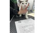 Adopt Muffin a White Domestic Shorthair / Domestic Shorthair / Mixed cat in