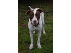 Adopt 23-617D Milo a Tan/Yellow/Fawn Pointer / Mixed dog in Thibodaux
