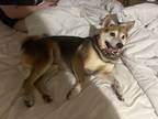 Adopt Kuma a Brown/Chocolate Shiba Inu / Mixed dog in Escondido, CA (41445607)