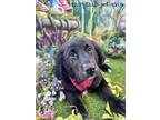 Adopt Raven a Black - with White Golden Retriever / Mixed Breed (Large) / Mixed