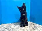 Adopt Seraphina a All Black Domestic Shorthair (short coat) cat in Powell