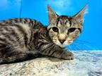 Adopt Molly a Brown Tabby Domestic Shorthair (short coat) cat in Powell