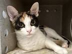 Adopt Ginger a Calico or Dilute Calico Domestic Shorthair (short coat) cat in