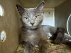 Adopt Gilly a Gray or Blue Domestic Shorthair (short coat) cat in Powell