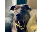 Adopt Cheddar a Black Labrador Retriever / Mixed Breed (Large) / Mixed dog in