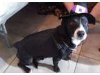 Adopt Bear a Black - with White Mutt / Mixed dog in Burlington, IA (41445543)
