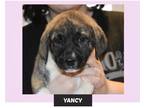 Adopt Yancy in CT a Brindle - with White Labrador Retriever / Mixed Breed