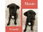 Adopt Maxie in CT a Black - with White Mixed Breed (Small) / Mixed dog in East