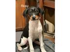 Adopt Ricky in CT a Tricolor (Tan/Brown & Black & White) Feist / Mixed Breed