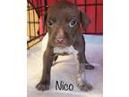 Adopt Nico in CT a Brown/Chocolate - with White Australian Cattle Dog / Mixed