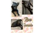 Adopt Rose in CT a Black Labrador Retriever / Mixed Breed (Medium) / Mixed dog