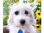 Adopt Lana a White Maltipoo / Poodle (Miniature) / Mixed dog in Allen Park