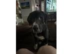 Adopt Hawk a Black - with White Mastiff / Great Dane / Mixed dog in Sarasota