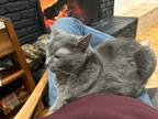 Adopt Phil a Gray or Blue Tabby / Mixed (short coat) cat in Saint Louis