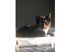 Adopt Shadow a Tortoiseshell Domestic Shorthair / Mixed (medium coat) cat in