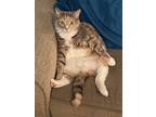 Adopt Puddy (Put-ee) a Calico or Dilute Calico Domestic Mediumhair / Mixed