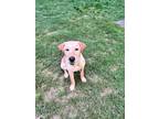 Adopt Marley a Brown/Chocolate Labrador Retriever / Mixed dog in Buford