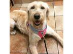 Adopt Rory a Tan/Yellow/Fawn - with White Labradoodle / Mixed dog in