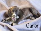 Adopt Ganon a Black - with White Labrador Retriever / Mixed Breed (Medium) /