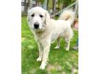 Adopt Skyla a White Great Pyrenees / Mixed dog in Voorhees, NJ (41203840)