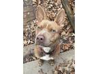 Adopt Feldspar Lizman a Brown/Chocolate American Staffordshire Terrier / Mixed