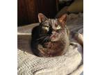 Adopt Binx a All Black Domestic Shorthair / Mixed (short coat) cat in Goodview
