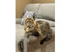 Adopt Sorbet a Brown Tabby Domestic Mediumhair / Mixed (medium coat) cat in