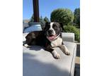 Adopt Robin a Brindle - with White Boston Terrier / Beagle / Mixed dog in