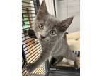Adopt Milio a Gray or Blue Domestic Shorthair / Domestic Shorthair / Mixed cat