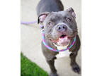 Adopt Lady a Gray/Blue/Silver/Salt & Pepper Mixed Breed (Large) / Mixed dog in