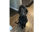 Adopt Waylon a Black Labradoodle / Mixed dog in Anderson, SC (41445396)