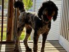 Adopt Chewbacca a Brindle - with White Goldendoodle / Mixed dog in Pegram