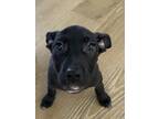 Adopt Mako a Black Pitsky / Labrador Retriever / Mixed dog in Marietta