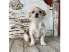 Adopt Adina a Tricolor (Tan/Brown & Black & White) Terrier (Unknown Type