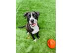 Adopt Jolene a American Pit Bull Terrier / American Staffordshire Terrier /