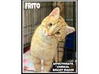 Adopt Frito, Willow Grove PA (FCID# 04/02/2024-103) a Orange or Red Domestic