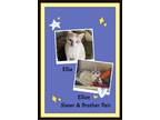 Adopt Elliot & Ellie Pending Adopt a White Siamese (short coat) cat in Snow