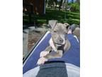 Adopt Chives a Gray/Blue/Silver/Salt & Pepper American Staffordshire Terrier /