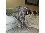 Adopt Dill a Gray/Blue/Silver/Salt & Pepper American Staffordshire Terrier /