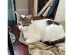 Adopt Missy a Domestic Shorthair / Mixed (short coat) cat in Brigham City -