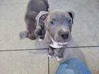 Adopt Rosemary a Gray/Blue/Silver/Salt & Pepper American Staffordshire Terrier /
