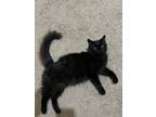 Adopt Raven a Domestic Mediumhair / Mixed (long coat) cat in Richland Hills