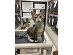 Adopt Tiger Lily a Domestic Shorthair / Mixed (short coat) cat in Madison